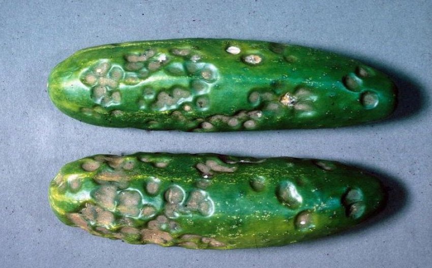 Антракноз огірків Антракноз огірків