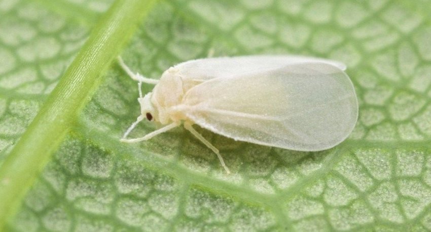 Білокрилка на огірках Білокрилка на огірках