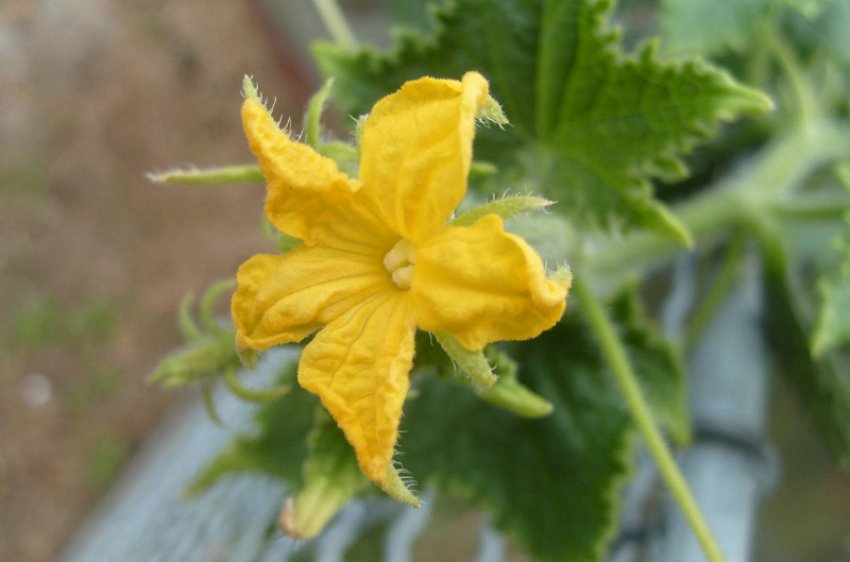 Цвітіння огірка