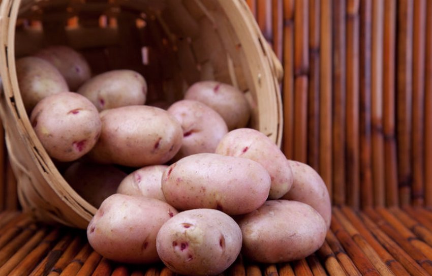 Картопля Господарочка