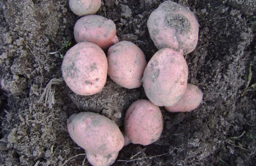 Картопля Господарочка