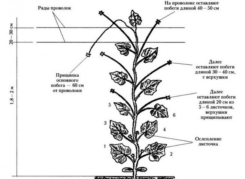 Формування огірків на шпалері