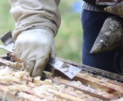 Як правильно обробити бджіл від кліщів?