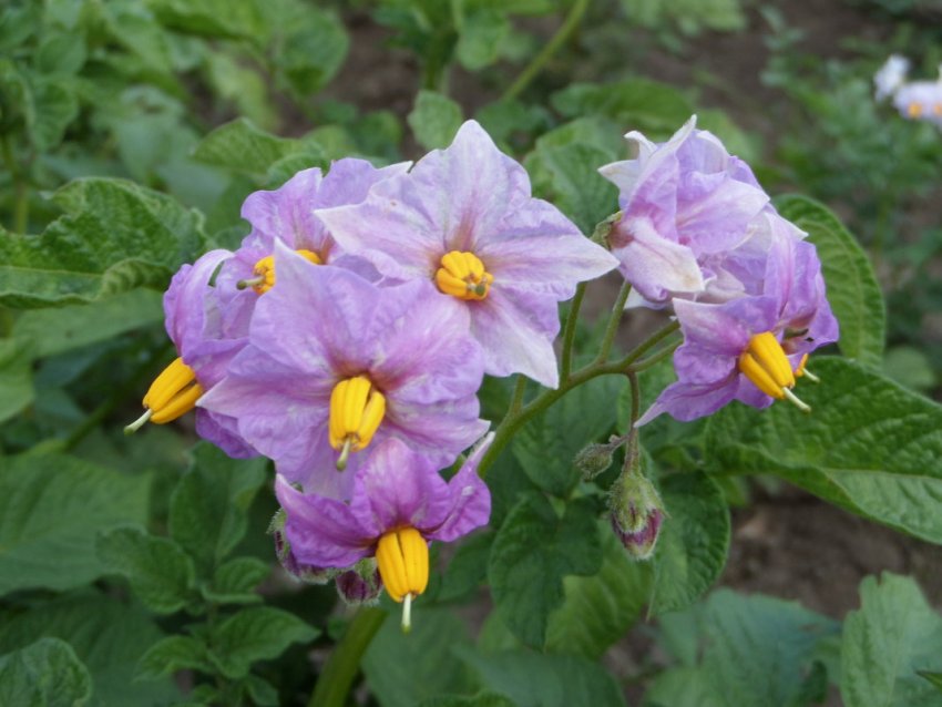 Цвітіння картоплі Господарочка