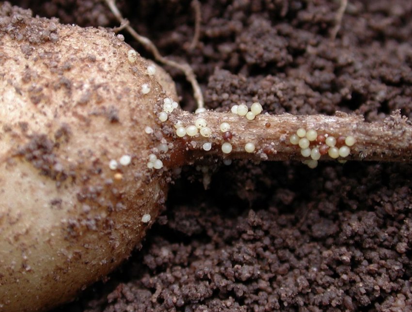 Золотиста цистообразующая картопляна нематода