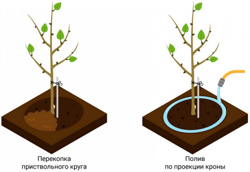 Полив яблуні