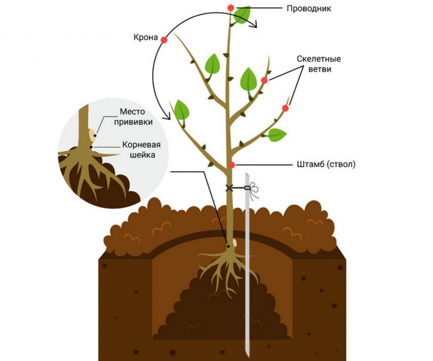 Схема посадки яблуні