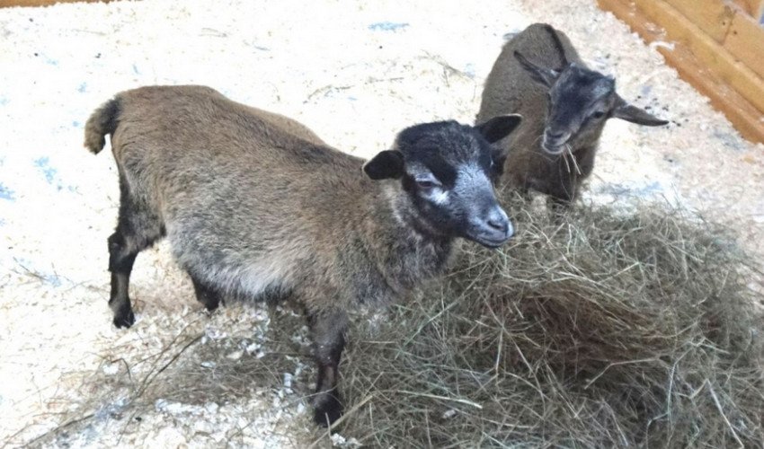 Камерунські кози