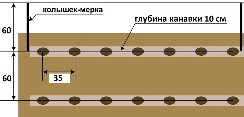 Схема посадки картофеля Хозяюшка Схема посадки картофеля Хозяюшка