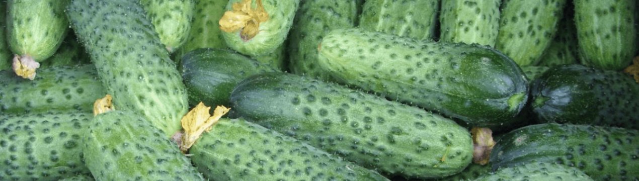 Сорт огірків Сатину: опис, характеристика, вирощування і догляд