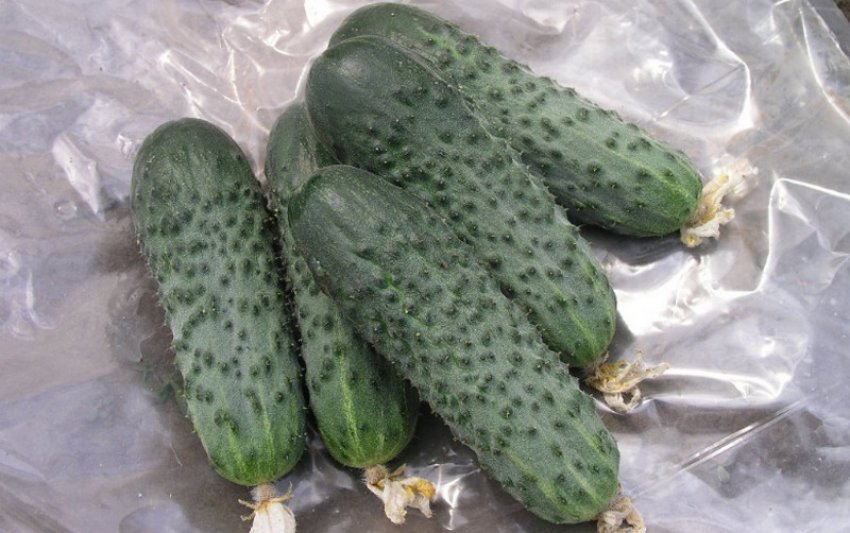 Огірки сорту Сатину Огірки сорту Сатину