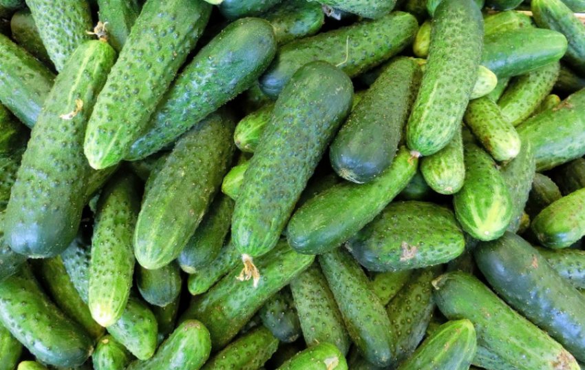 Огірки сорту Сатину Огірки сорту Сатину