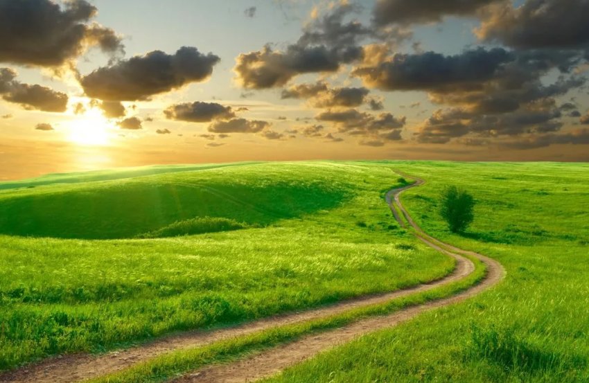 У Великобританії оновлена служба оповіщення про склеротинії У Великобританії оновлена служба оповіщення про склеротинії