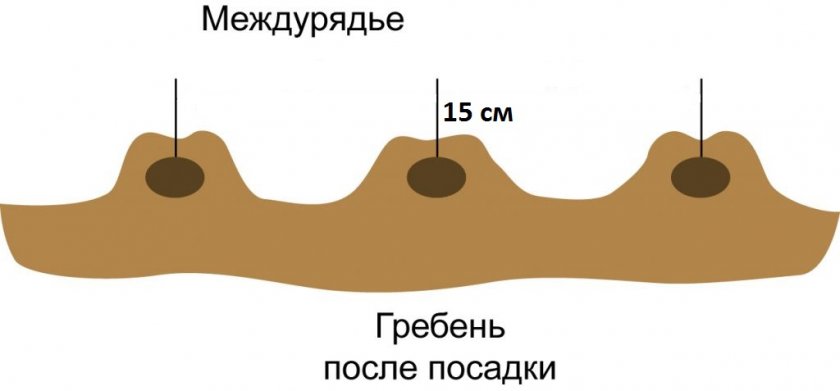 Схема гребневой посадки картофеля