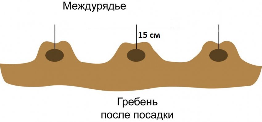 Схема гребеневої посадки картоплі
