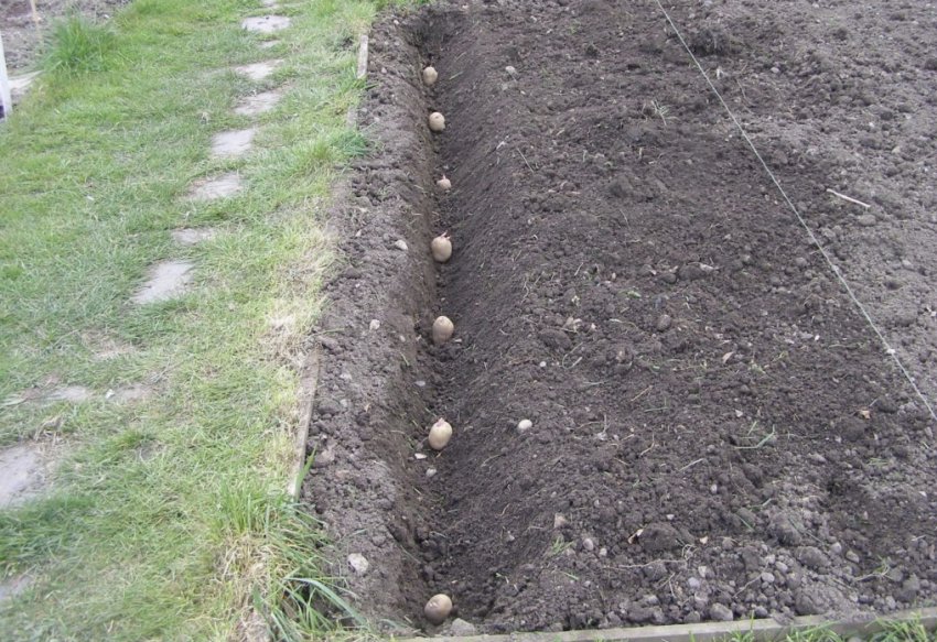 Посадка картоплі в траншеї