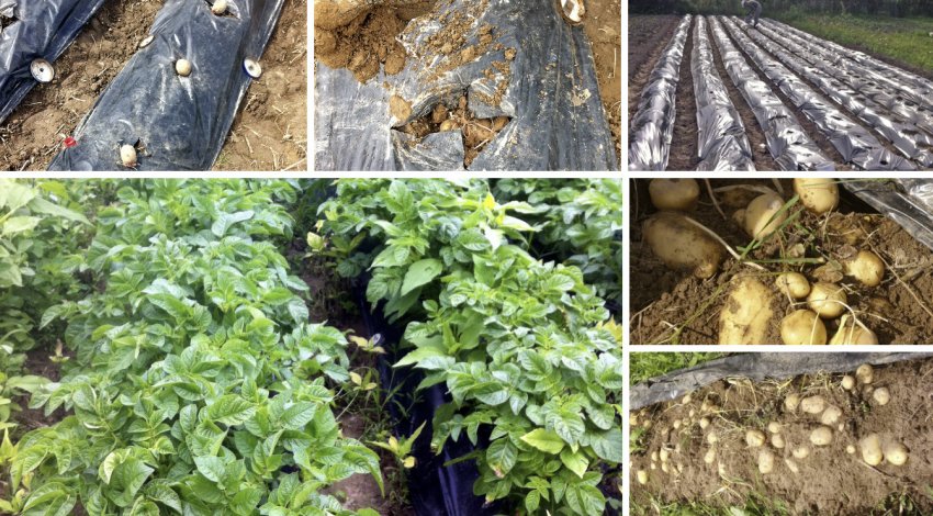 Вирощування картоплі під чорною плівкою