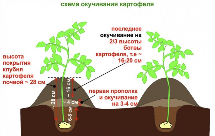 Як підгортати картопляні грядки