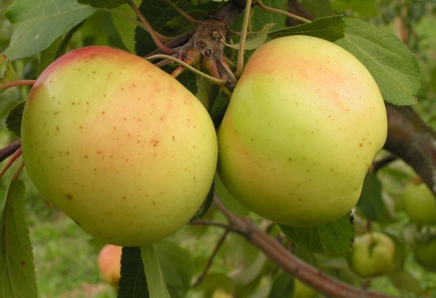 Яблуня Бананове Яблуня Бананове