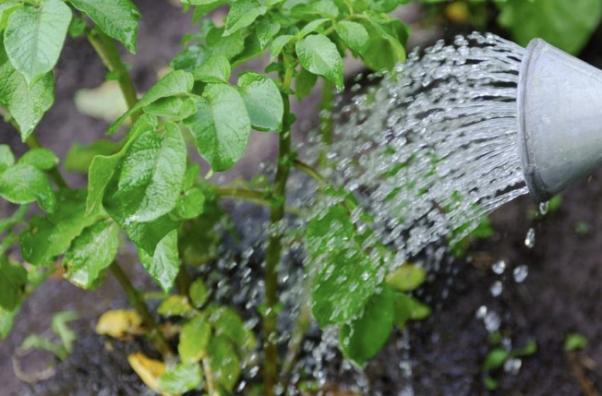 Полив картоплі