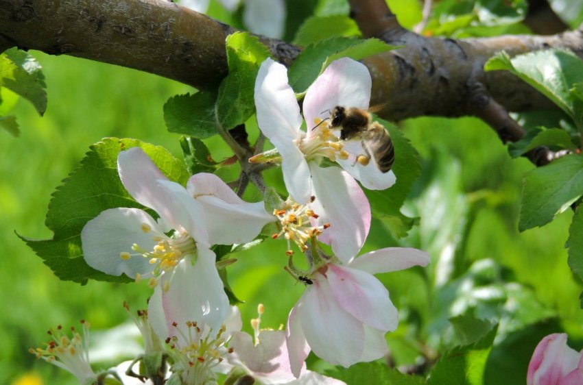 Цвітіння яблуні Бананове Цвітіння яблуні Бананове