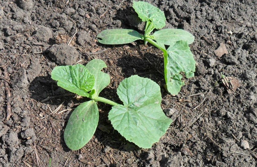 Огірки у відкритому грунті Огірки у відкритому грунті