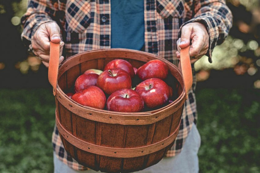 Збір врожаю яблунь