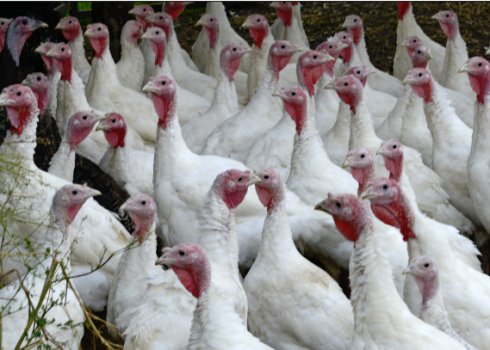 Як лікувати захворювання індичат