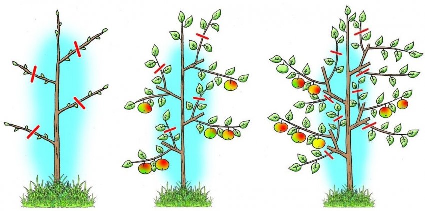 Обрізка яблунь
