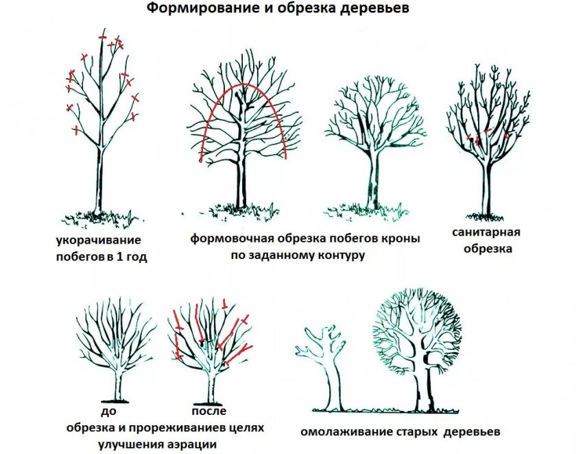 Обрізка яблуні Обрізка яблуні