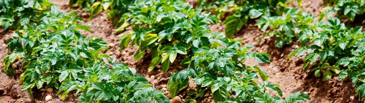 Картопля Господарочка: опис та характеристика, агротехніка посадки та догляду