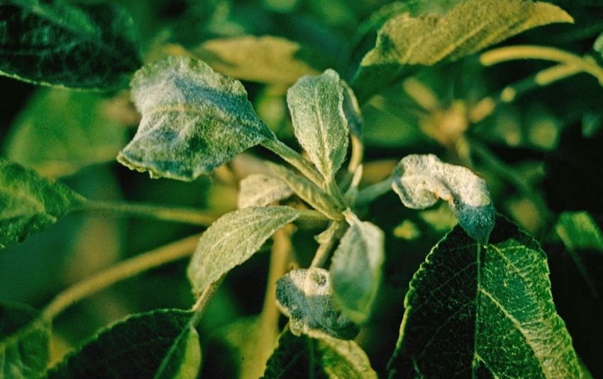 Борошниста роса на яблунях Борошниста роса на яблунях