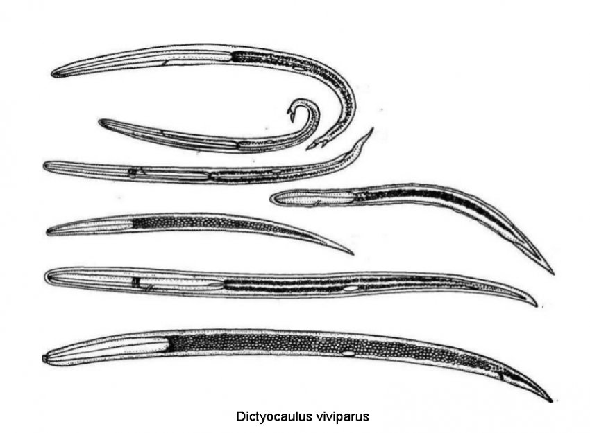 Збудник диктіокаульозу