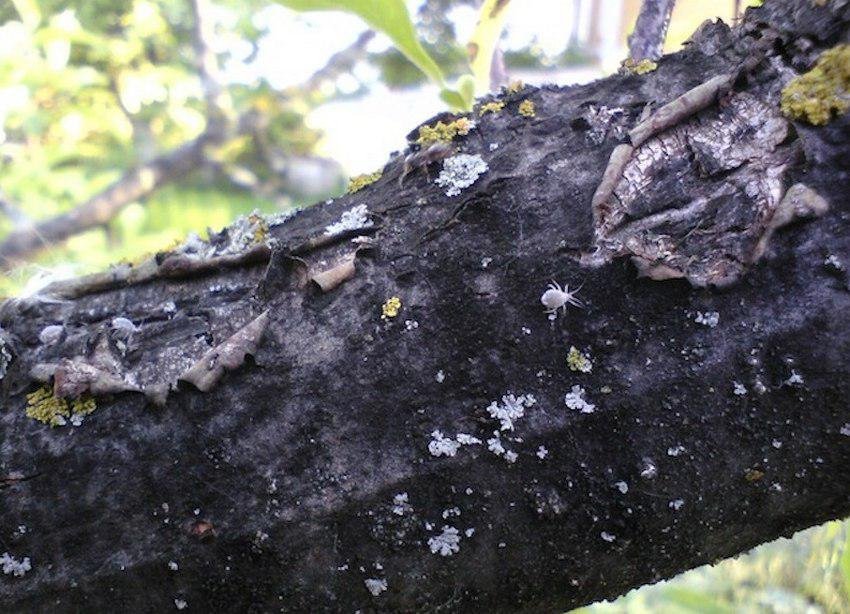 Чорний рак яблуні Чорний рак яблуні