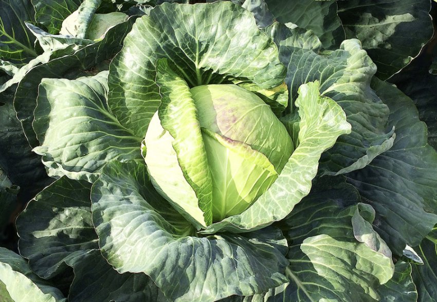 Капуста Доброводская