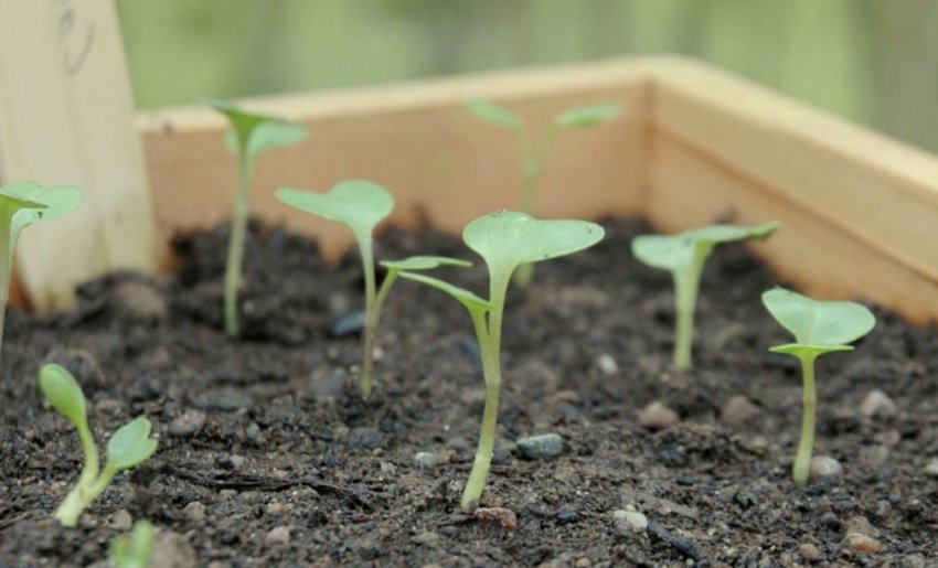 Розсада капусти