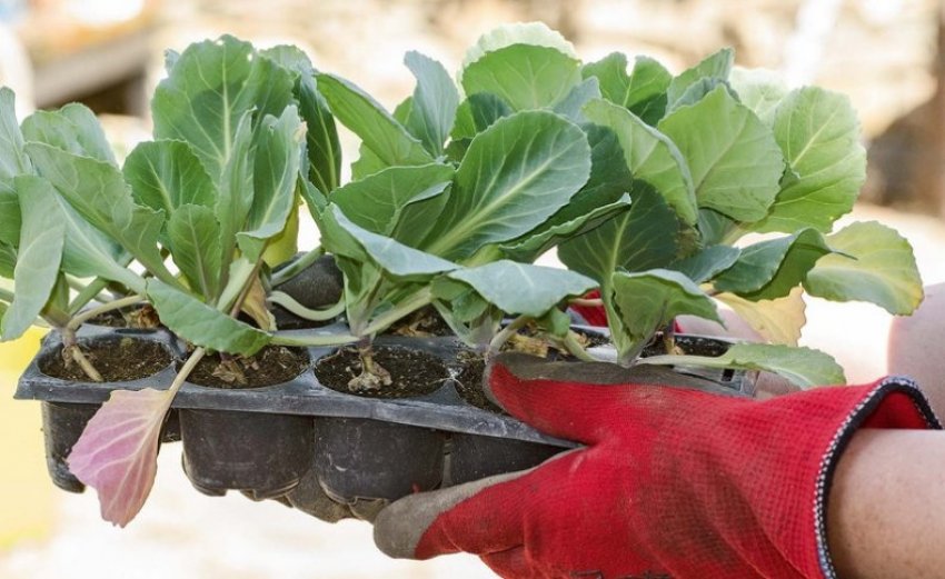 Загартовування розсади капусти