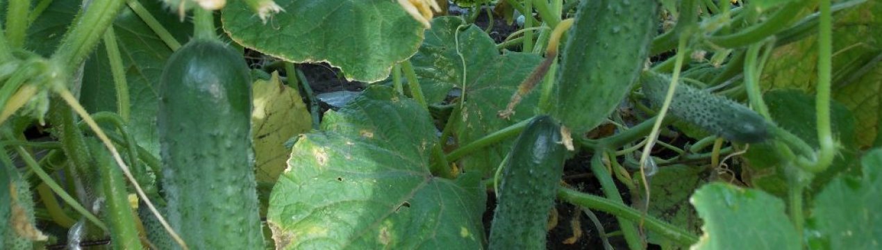 Сорт огірків Пасамонте: опис, характеристика, вирощування і догляд