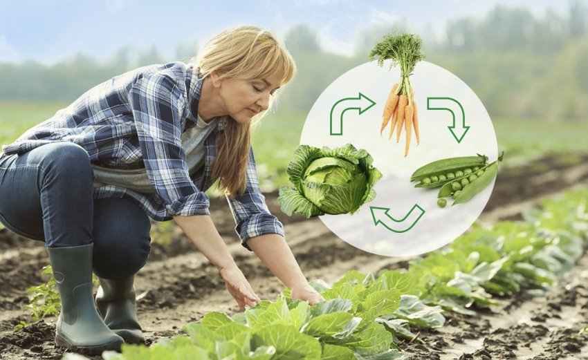 Сівозміна капусти