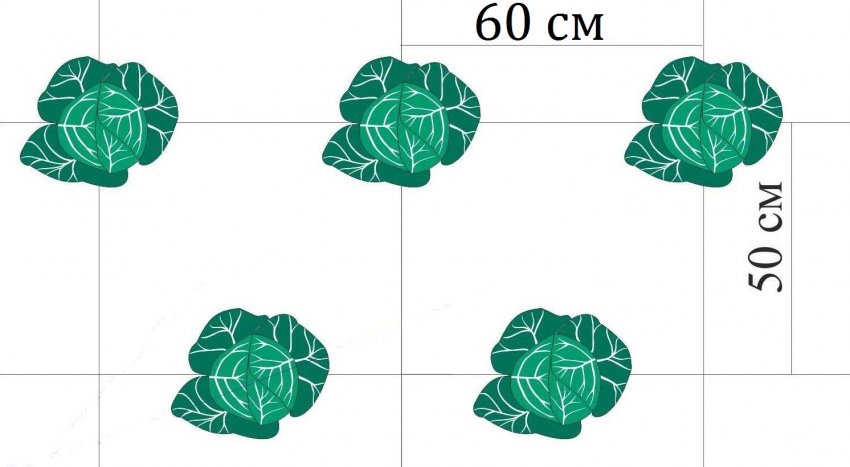 Схема посадки розсади