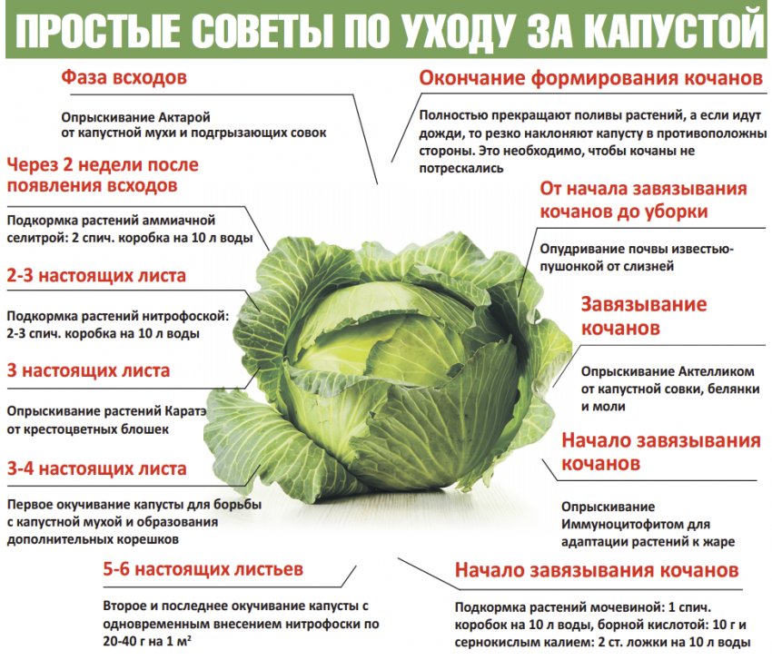 Як доглядати за капустою