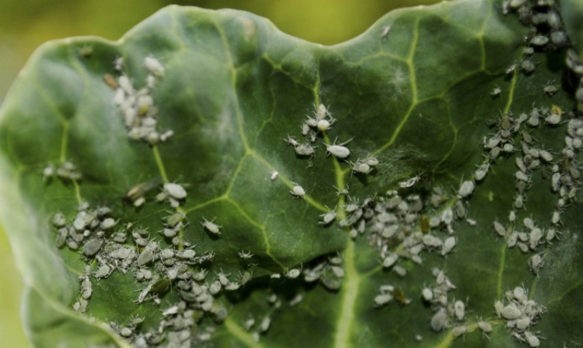 Колонії попелиці на капусті