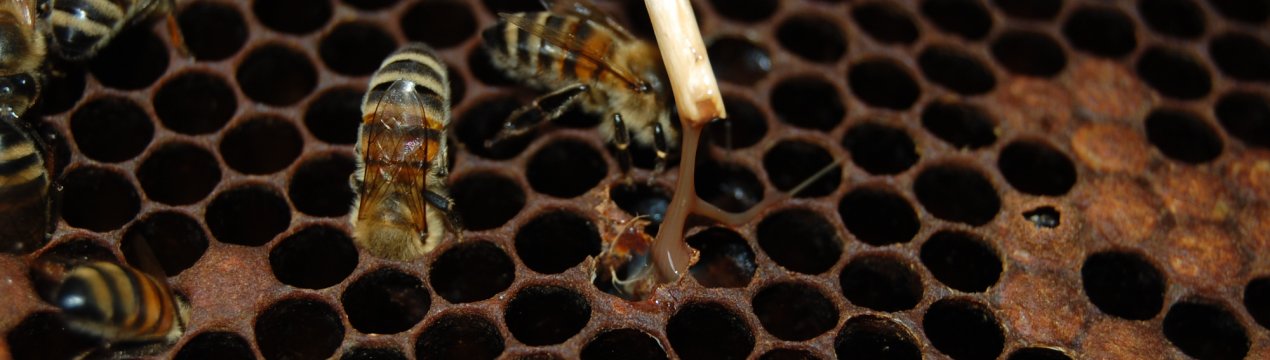 Лікування бджіл від гнильця