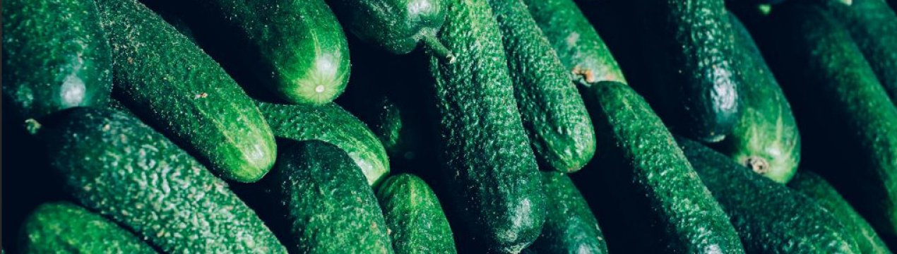 Сорт огірків Гинга F1: опис, характеристика, вирощування і догляд