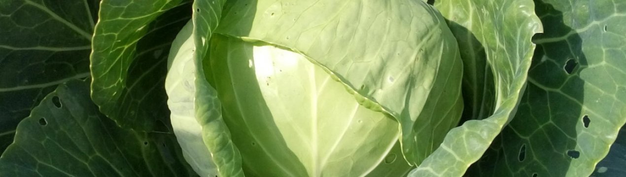 Капуста Анкома: особливості та характеристика сорти, вирощування і догляд