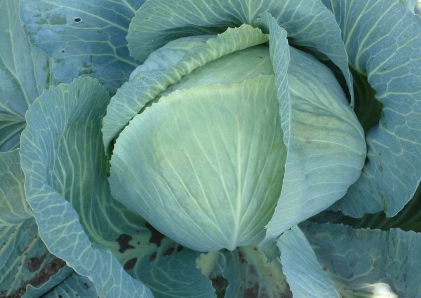 Капуста сорту Анкома