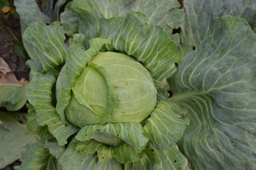 Капуста сорту Анкома