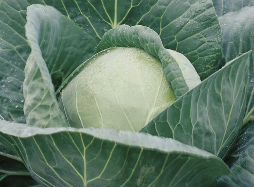 Капуста сорту Анкома