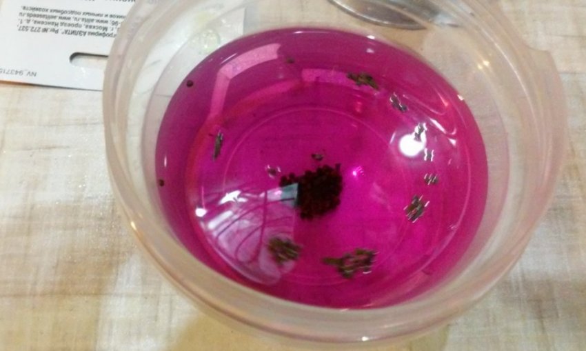 Обробка насіння перед посадкою