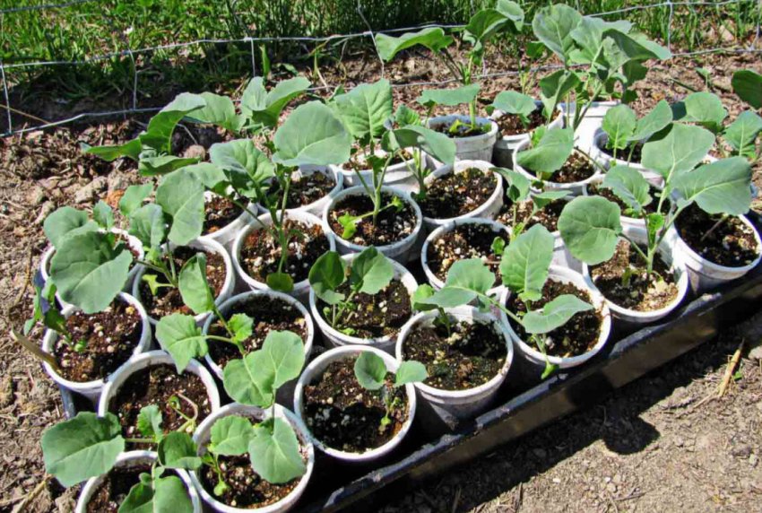 Загартовування розсади капусти